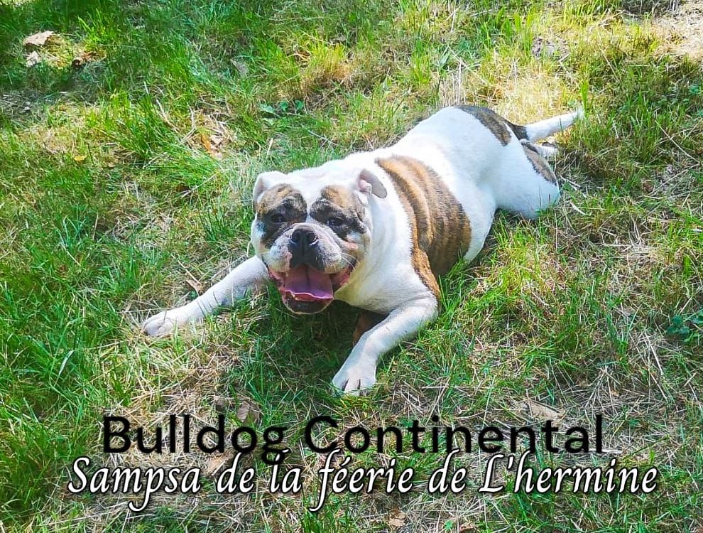 Les Bulldog continental de l'affixe Deamon Style