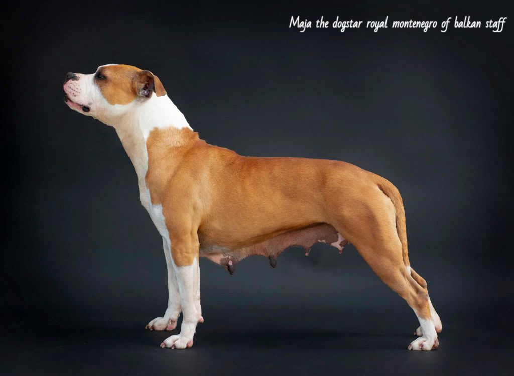 Majathe dog'star royal montenegro of balkan staff