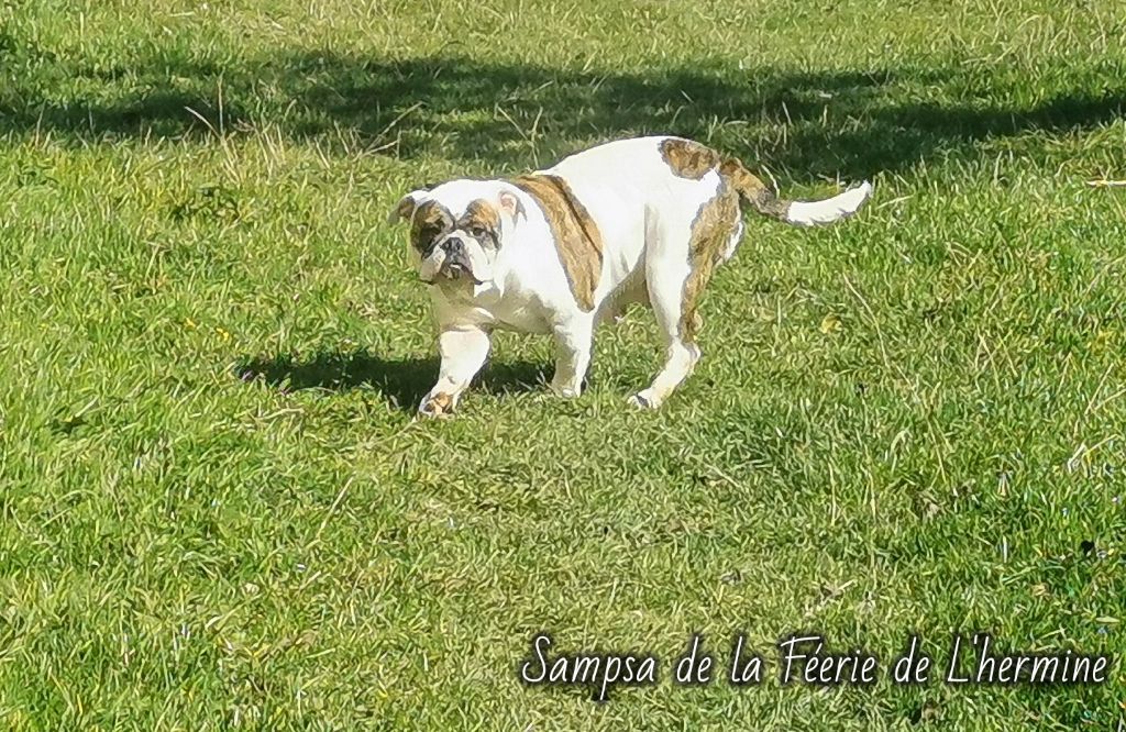 Sampsa de la Féerie de l'Hermine