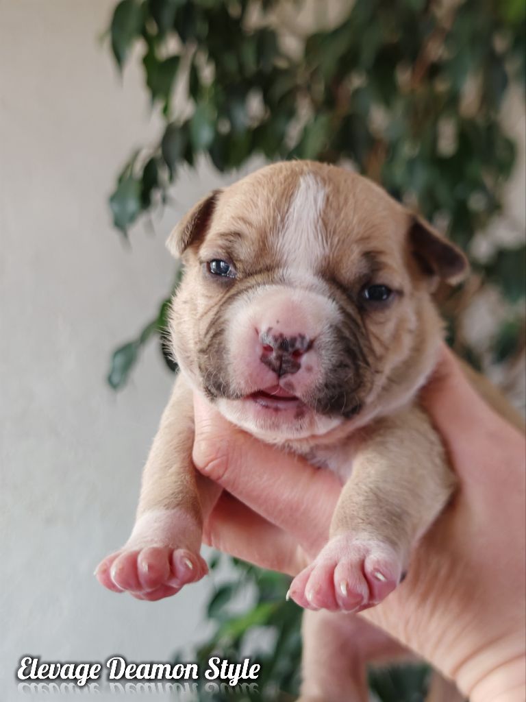 Deamon Style - Chiot disponible  - American Staffordshire Terrier