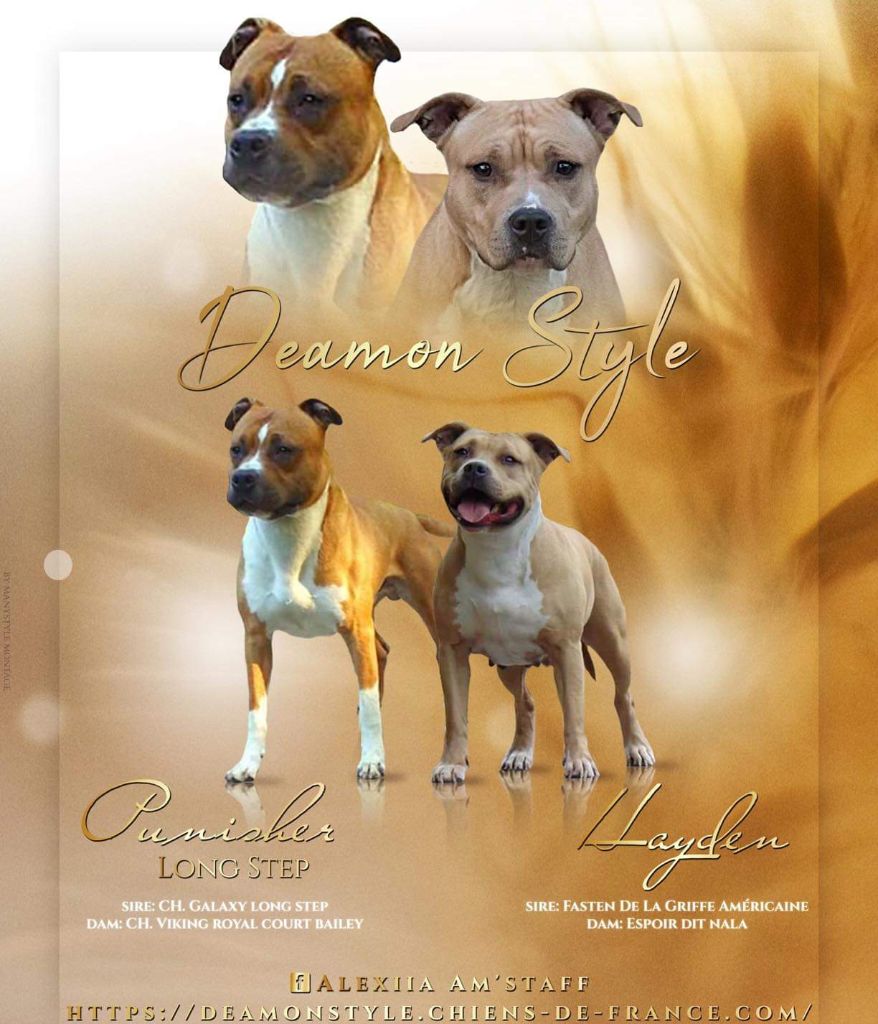 Deamon Style - American Staffordshire Terrier - Portée née le 24/12/2019