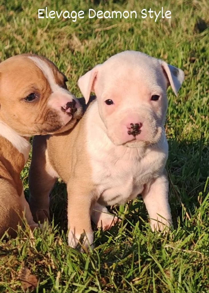 Deamon Style - Chiot disponible  - American Staffordshire Terrier