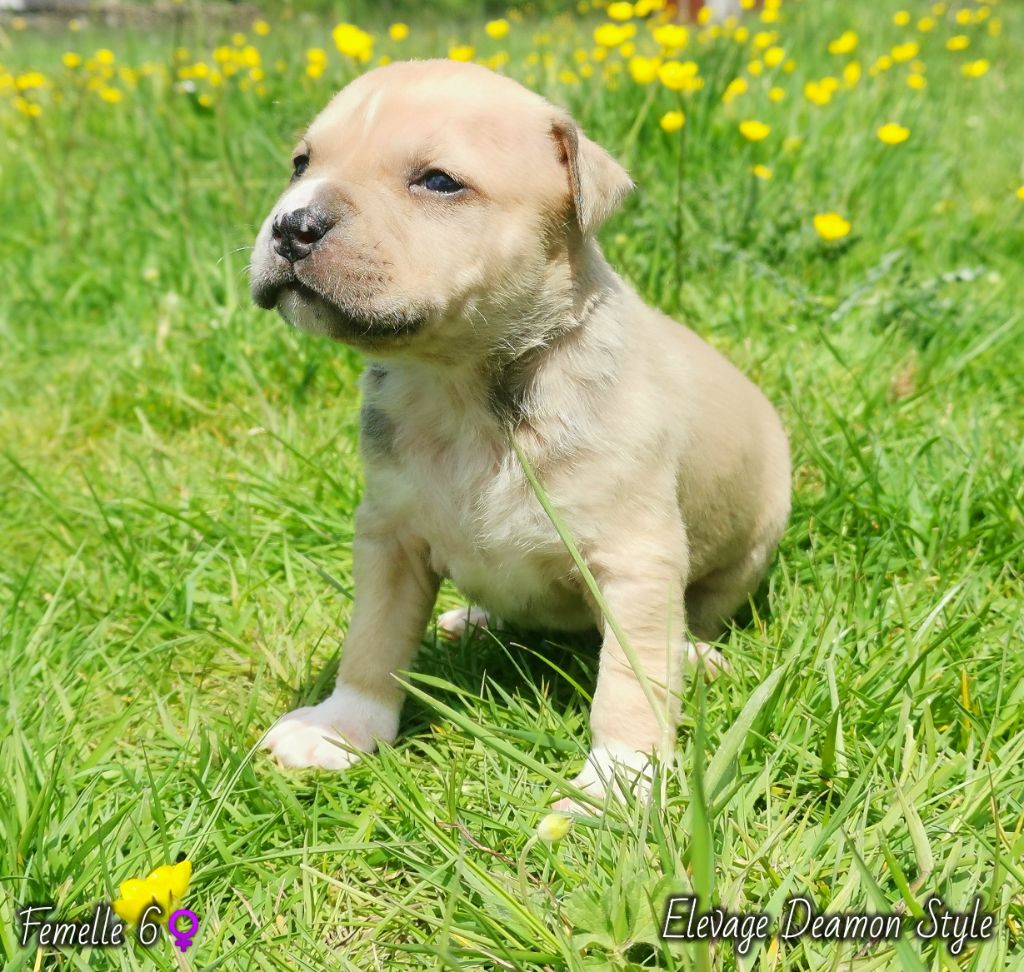 Deamon Style - Chiot disponible  - American Staffordshire Terrier