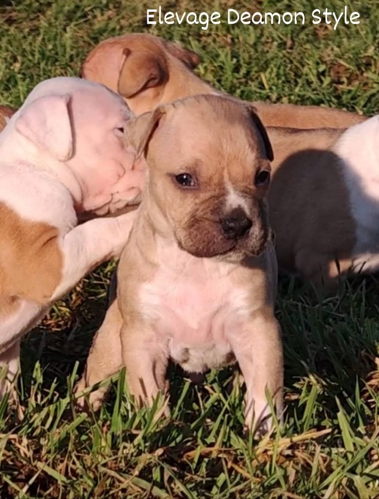 Deamon Style - Chiot disponible  - American Staffordshire Terrier