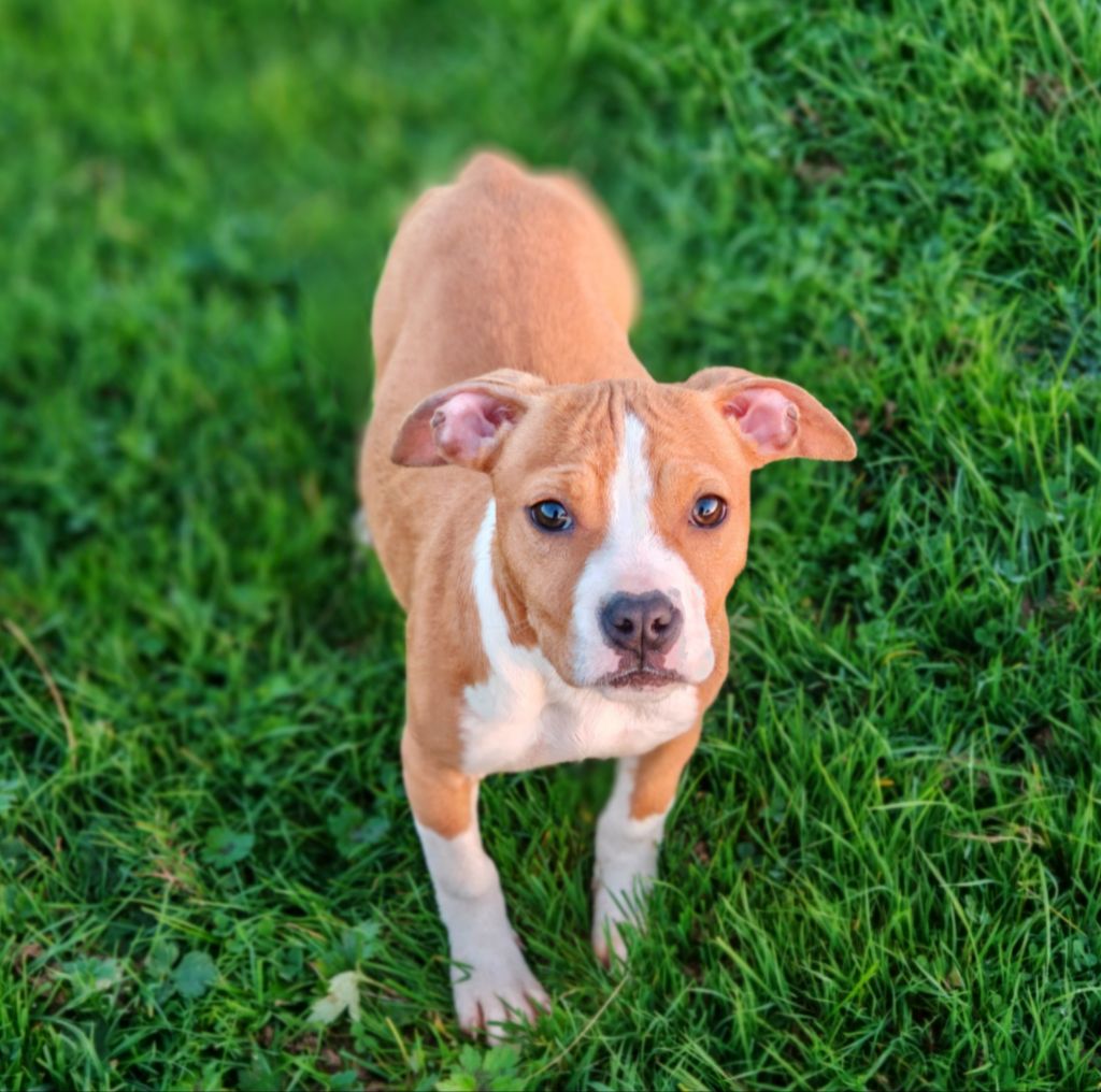 Deamon Style - Chiot disponible  - American Staffordshire Terrier