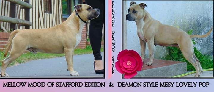 Deamon Style - American Staffordshire Terrier - Portée née le 02/10/2019