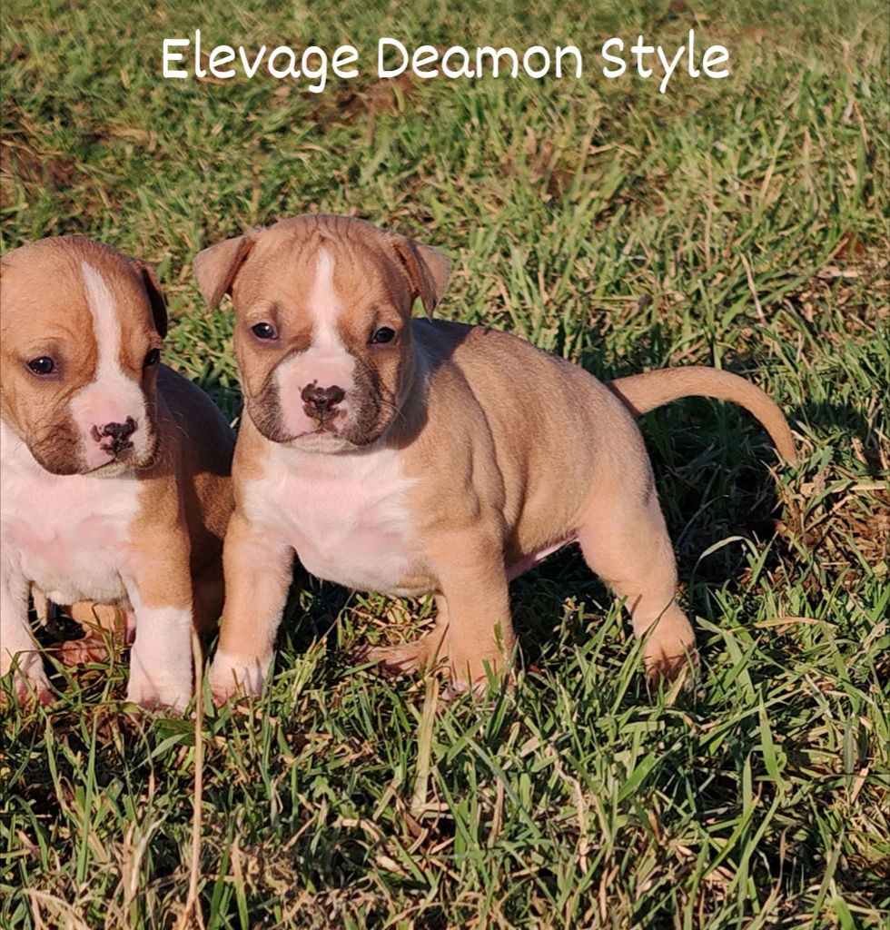 Deamon Style - Chiot disponible  - American Staffordshire Terrier