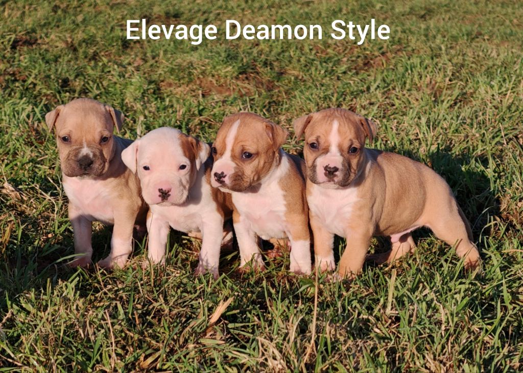 chiot American Staffordshire Terrier Deamon Style