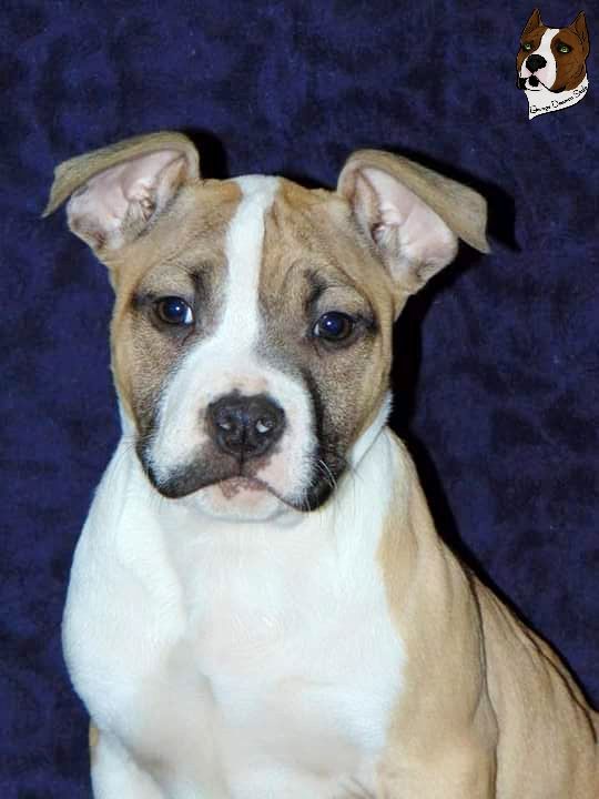 chiot American Staffordshire Terrier Deamon Style