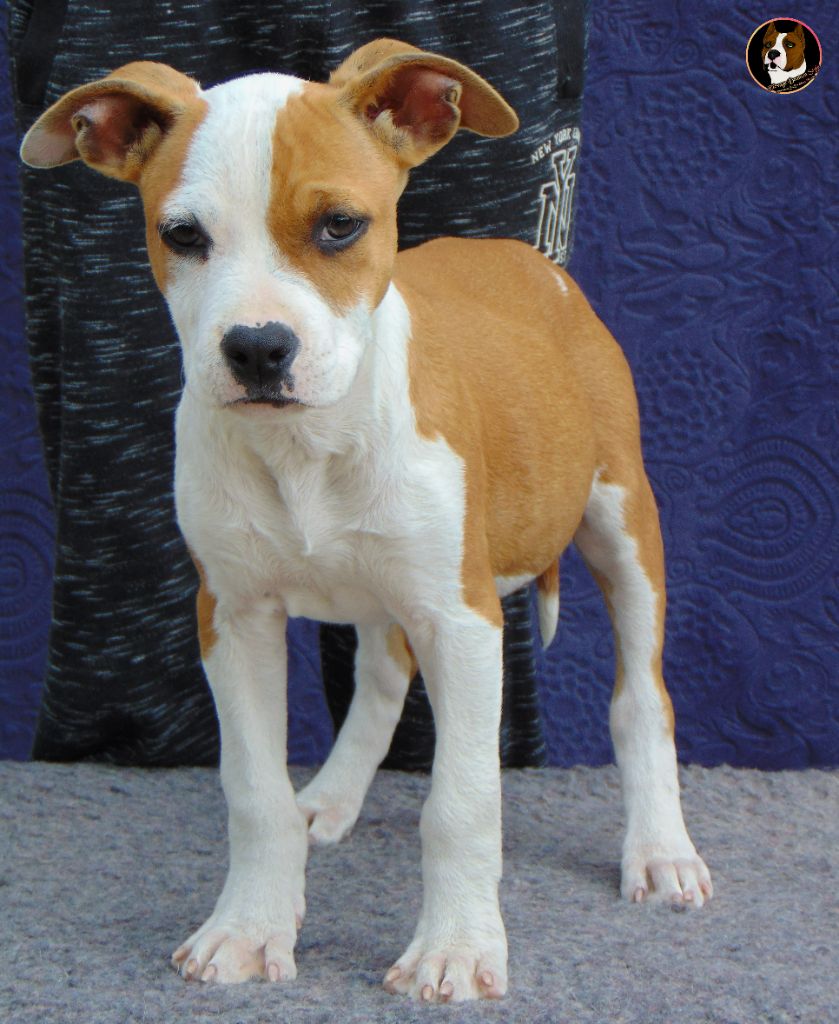 Deamon Style - Chiot disponible  - American Staffordshire Terrier
