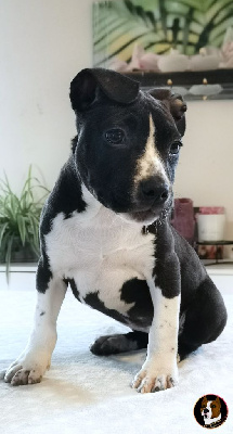 Deamon Style - American Staffordshire Terrier - Portée née le 03/07/2022