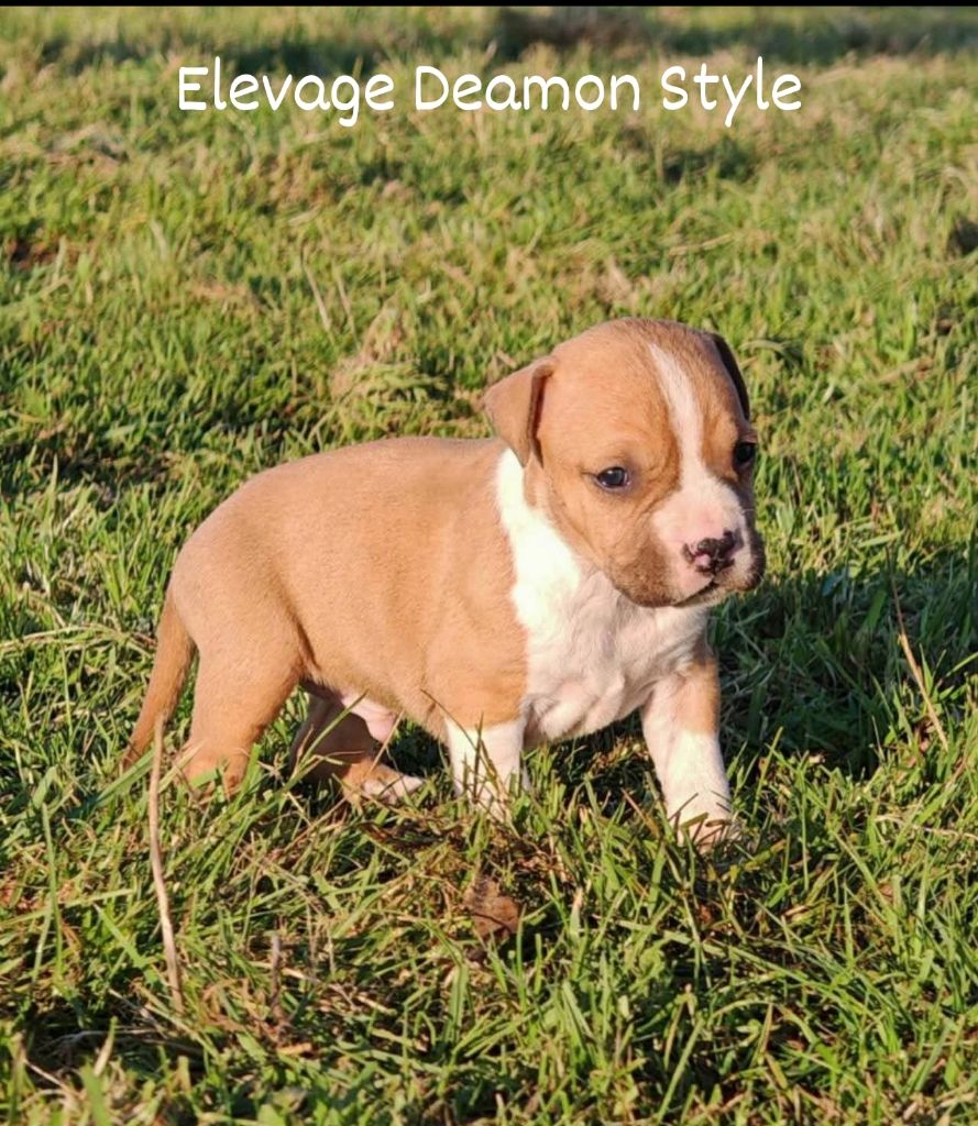 Deamon Style - Chiot disponible  - American Staffordshire Terrier