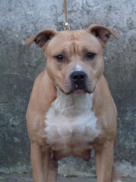 Hayden (Sans Affixe)