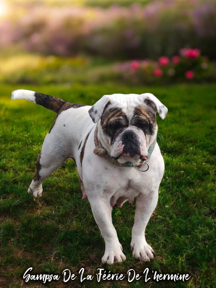 Sampsa de la Féerie de l'Hermine