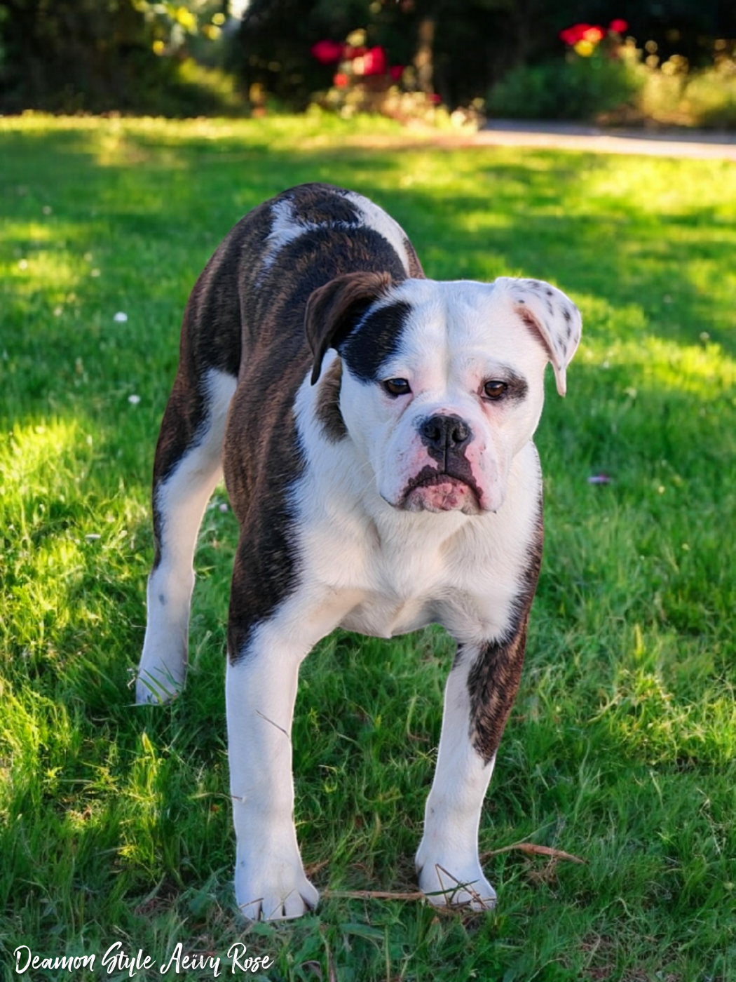 Deamon Style Aeïvy rose