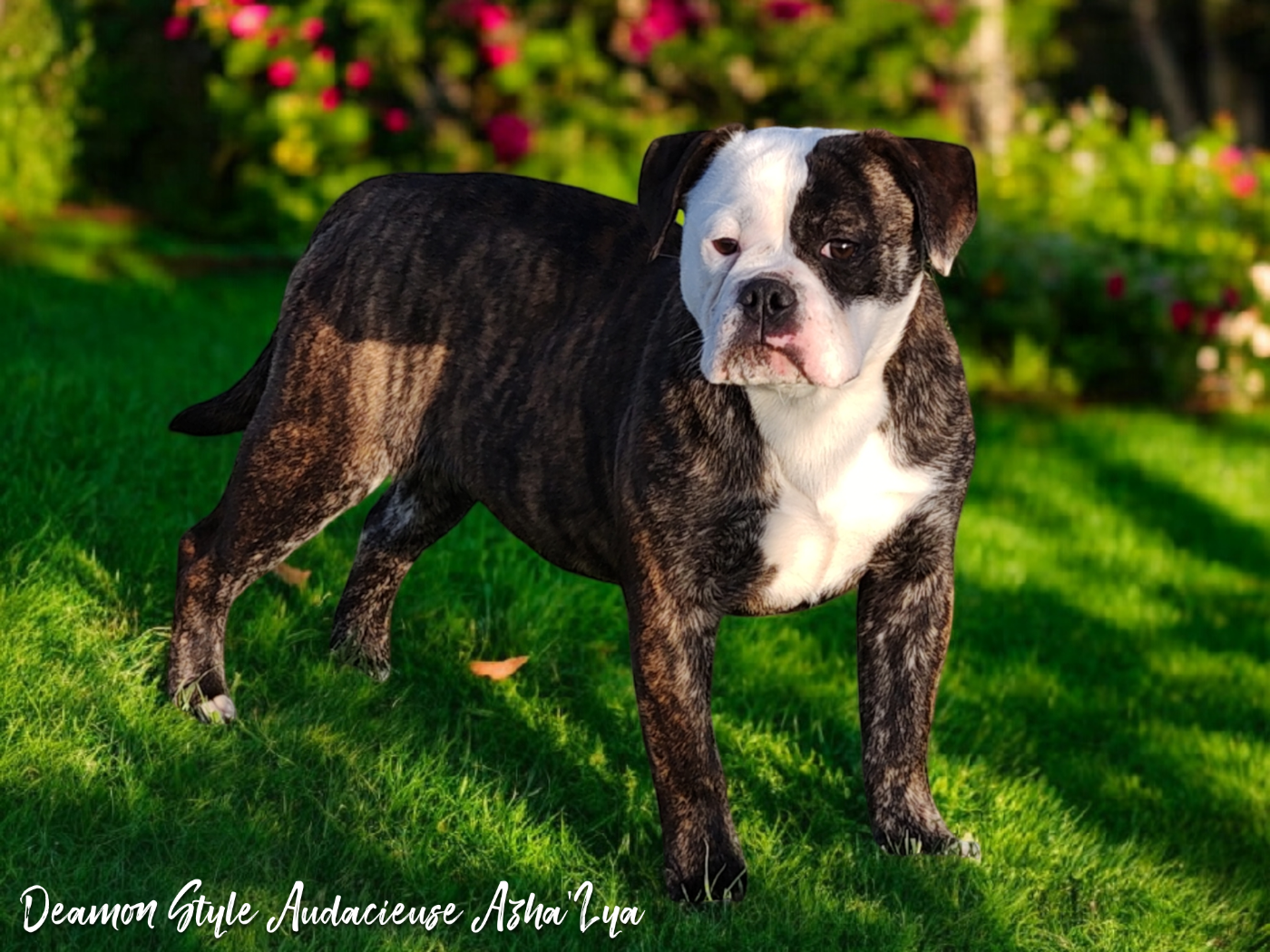 Deamon Style Audacieuse azha'lya