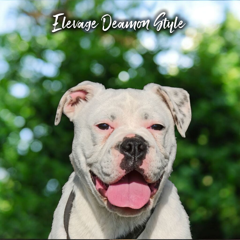 Deamon Style - Chiots disponibles - Bulldog continental
