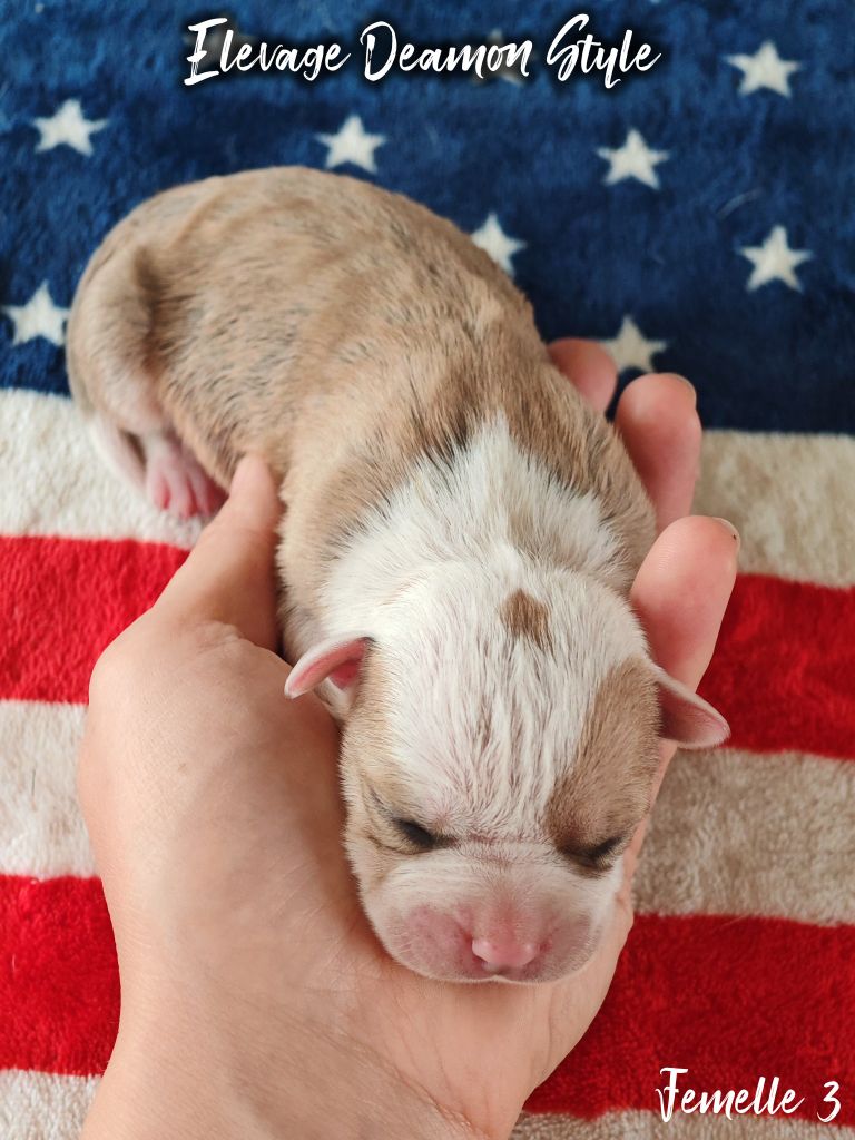 Deamon Style - Chiots disponibles - American Staffordshire Terrier