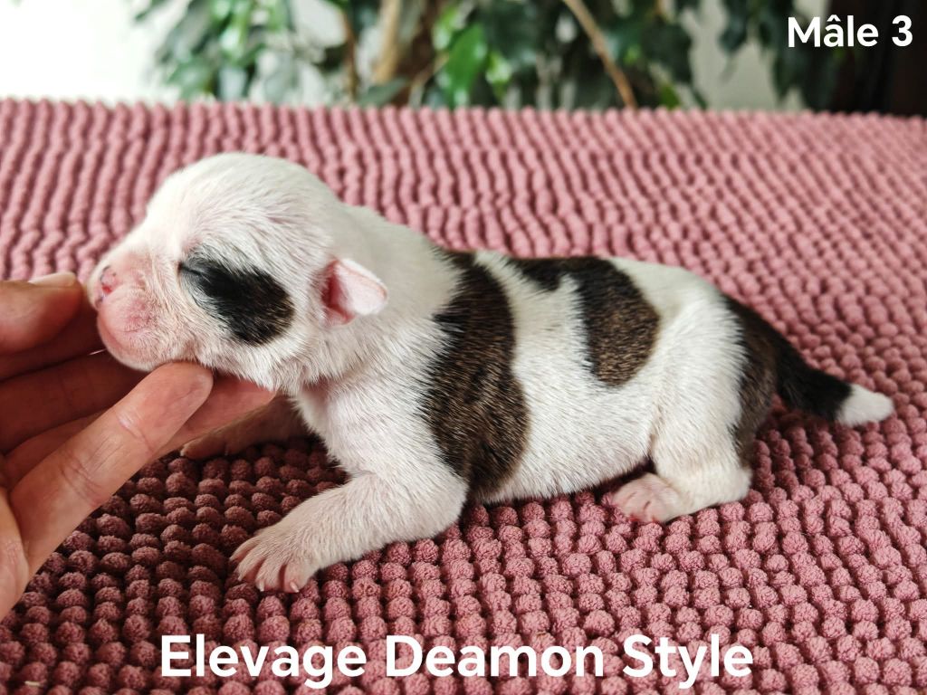 Deamon Style - Chiots disponibles - Bulldog continental