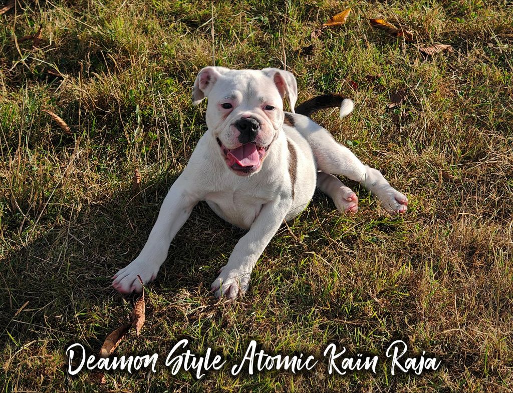 Deamon Style - Chiots disponibles - Bulldog continental