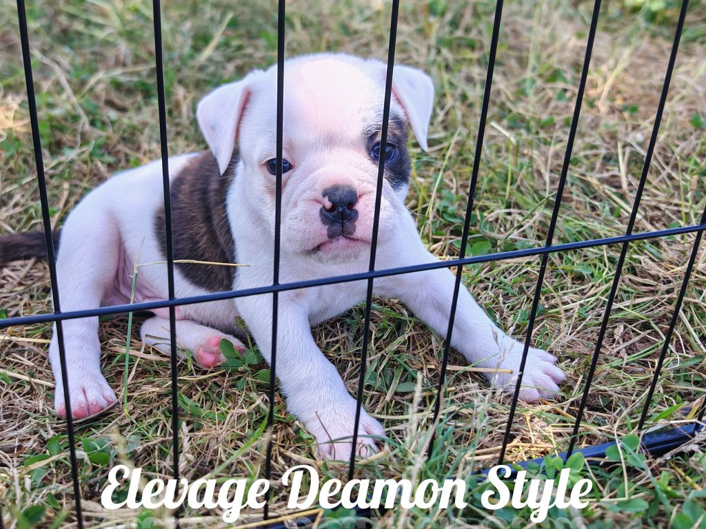 Deamon Style - Chiots disponibles - Bulldog continental