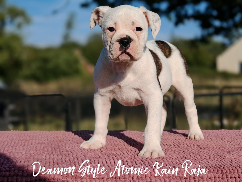 Deamon Style - Chiots disponibles - Bulldog continental