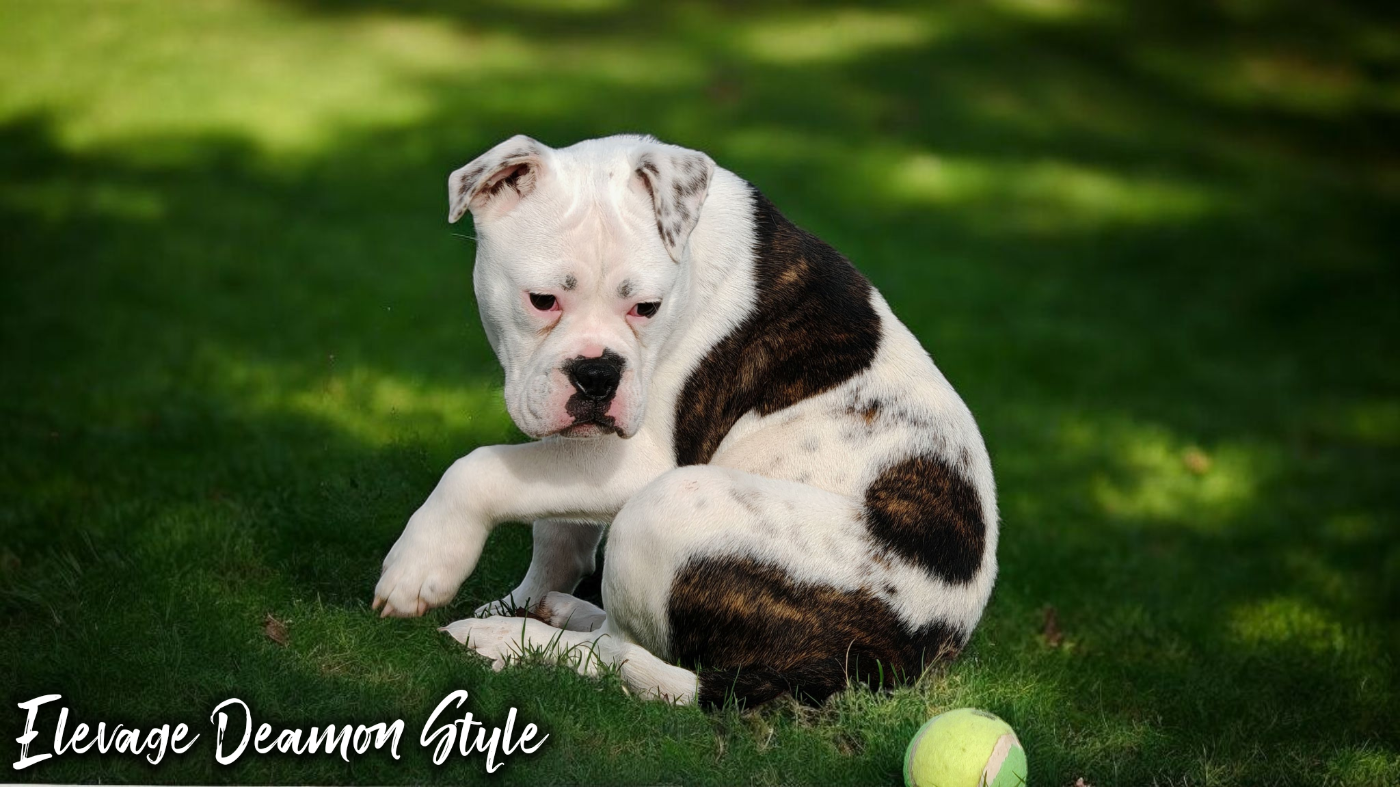 Deamon Style - Chiots disponibles - Bulldog continental