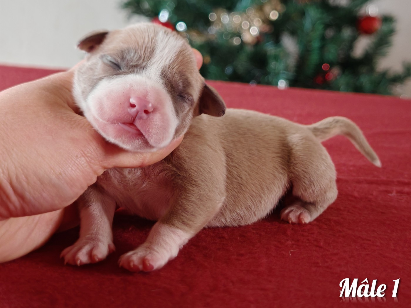 Deamon Style - Chiots disponibles - American Staffordshire Terrier