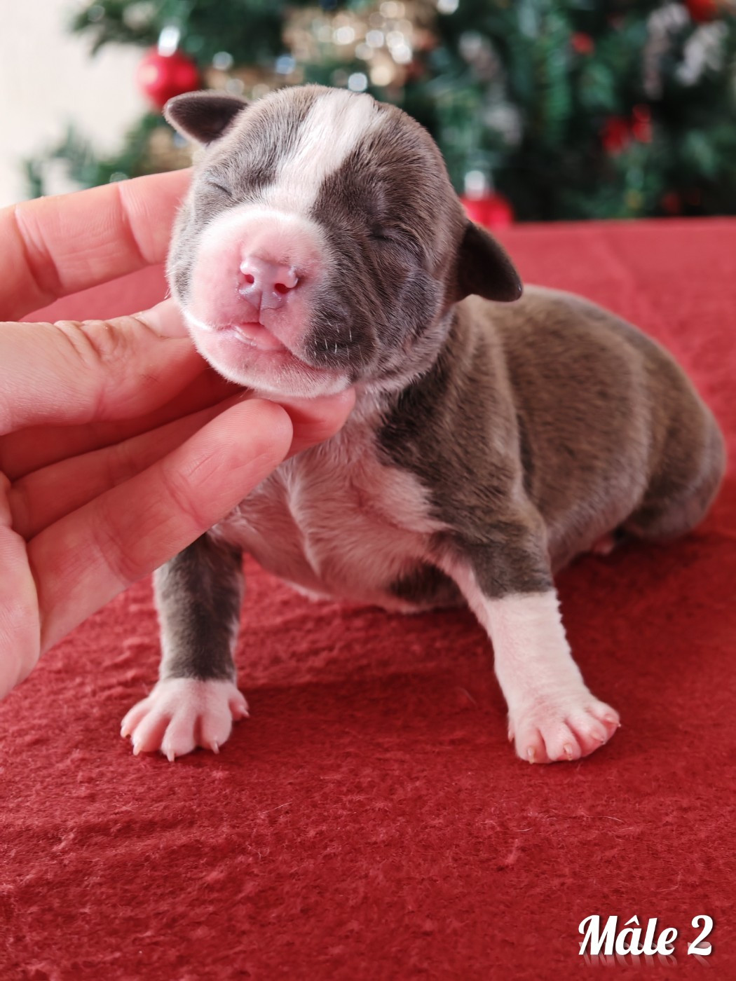 Deamon Style - Chiots disponibles - American Staffordshire Terrier