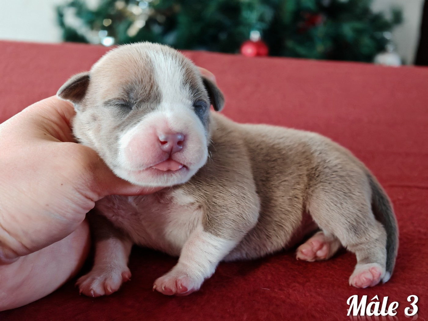 Deamon Style - Chiots disponibles - American Staffordshire Terrier