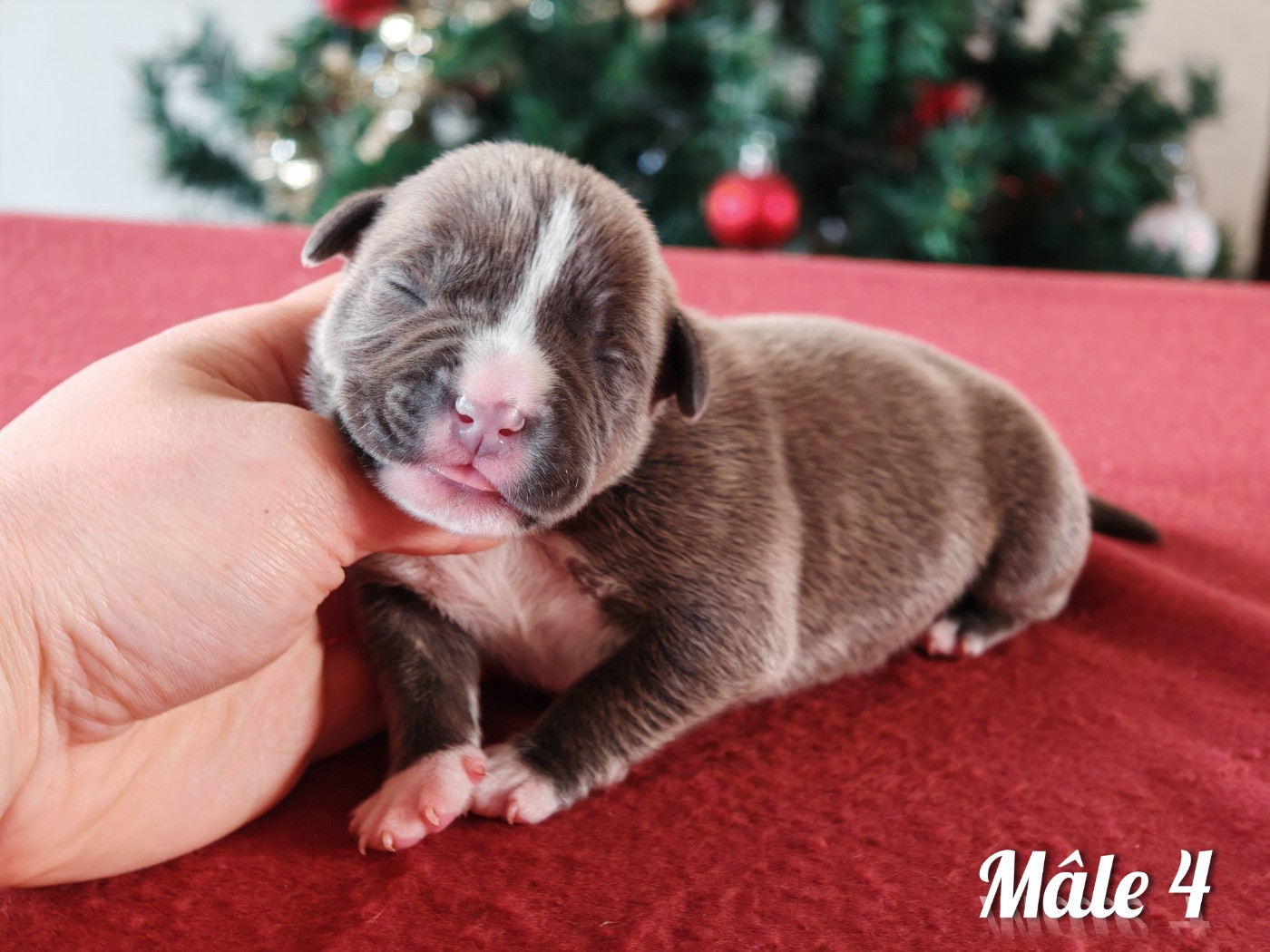 Deamon Style - Chiots disponibles - American Staffordshire Terrier