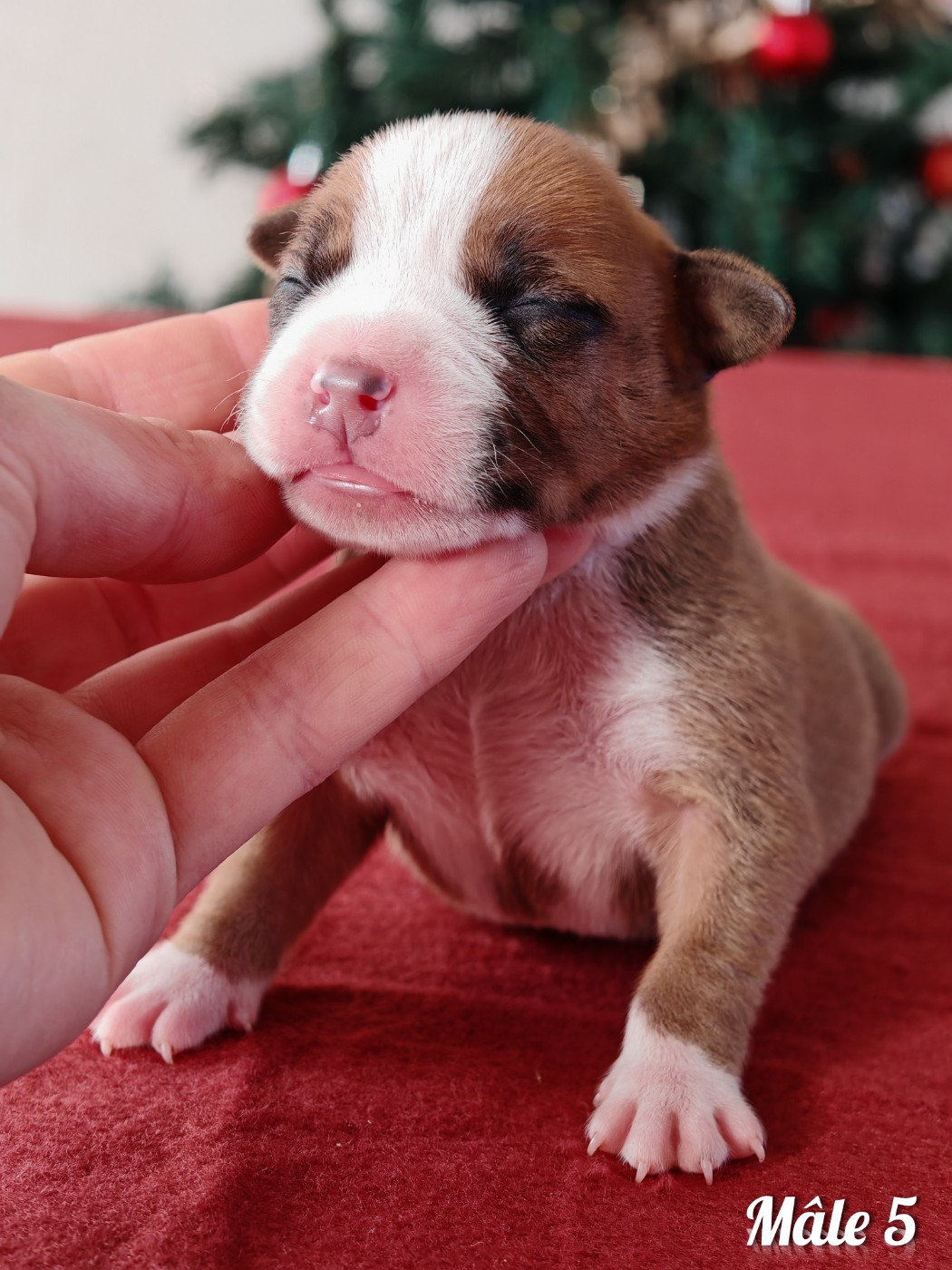 Deamon Style - Chiots disponibles - American Staffordshire Terrier