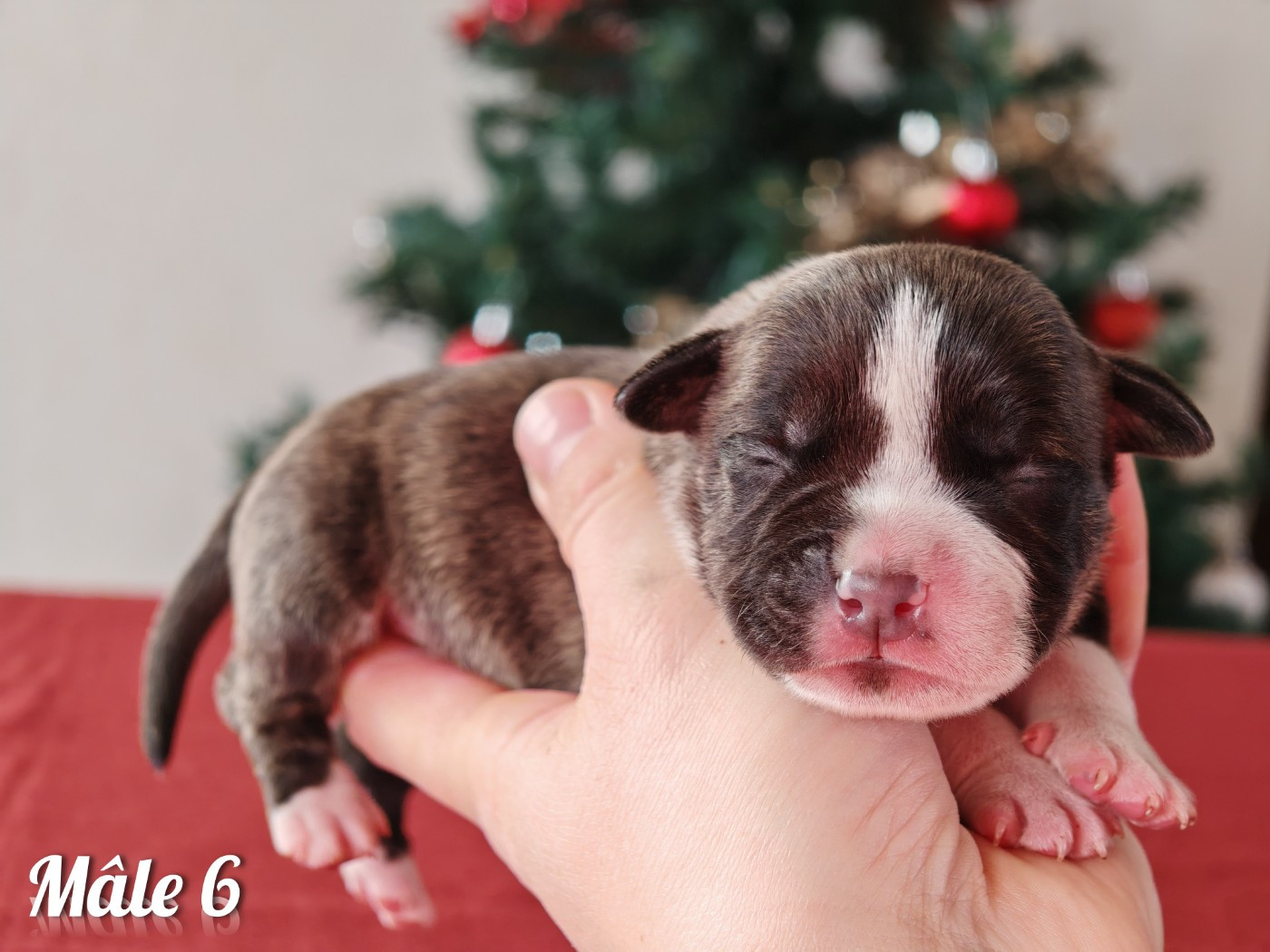 Deamon Style - Chiots disponibles - American Staffordshire Terrier