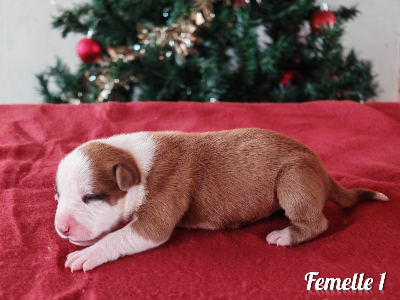 Deamon Style - Chiots disponibles - American Staffordshire Terrier