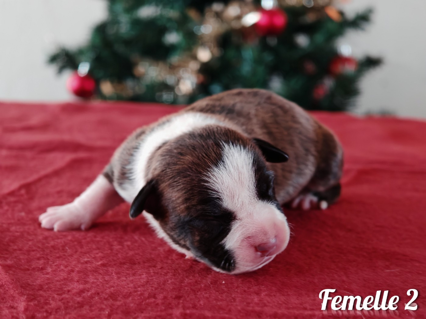 Deamon Style - Chiots disponibles - American Staffordshire Terrier