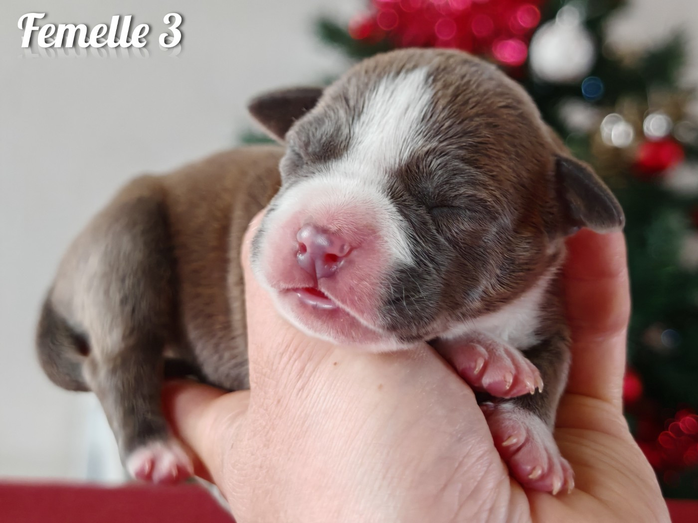 Deamon Style - Chiots disponibles - American Staffordshire Terrier