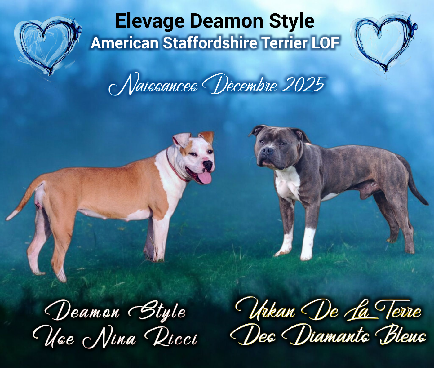 Chiot American Staffordshire Terrier Deamon Style