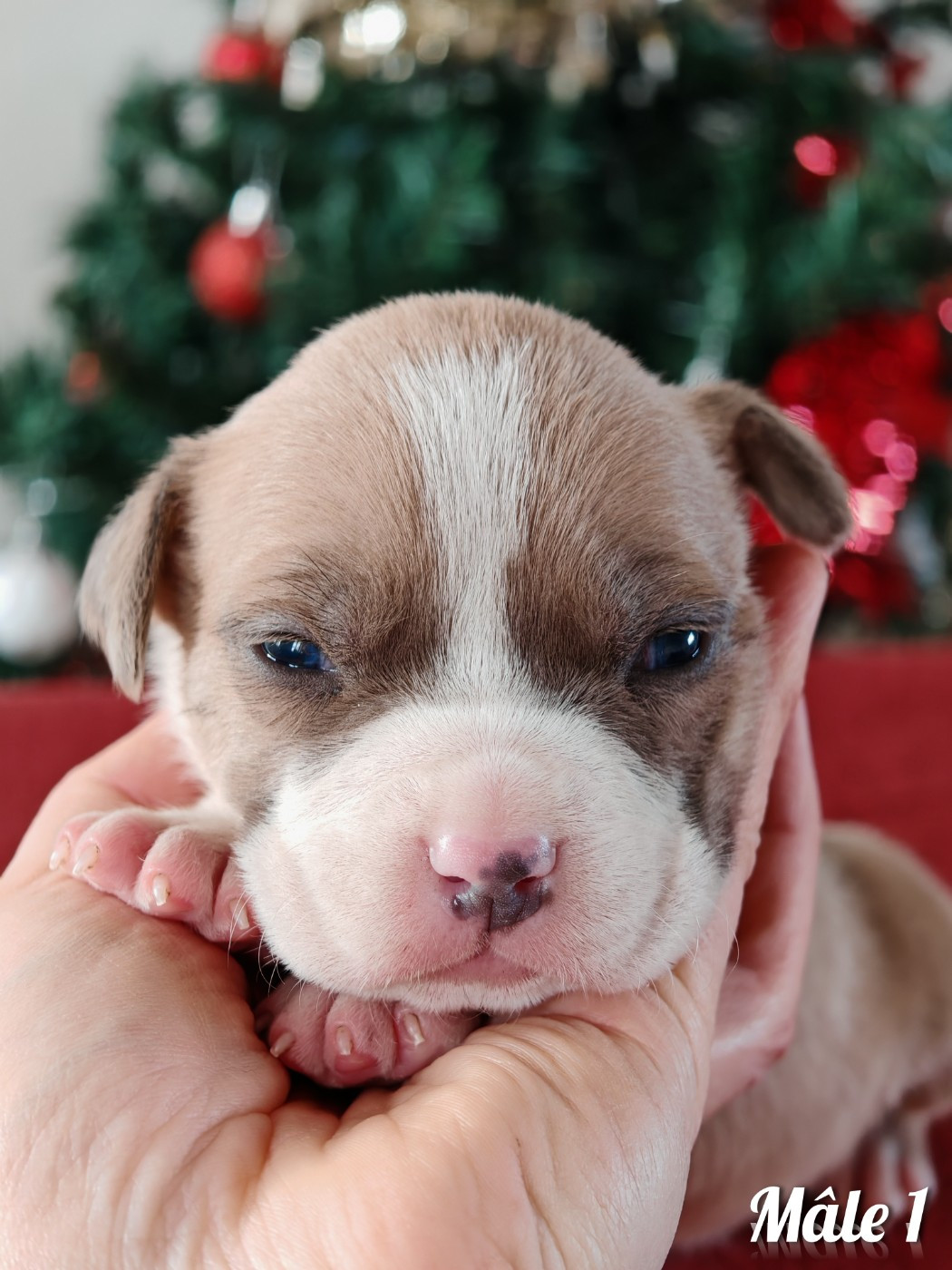 Deamon Style - Chiots disponibles - American Staffordshire Terrier