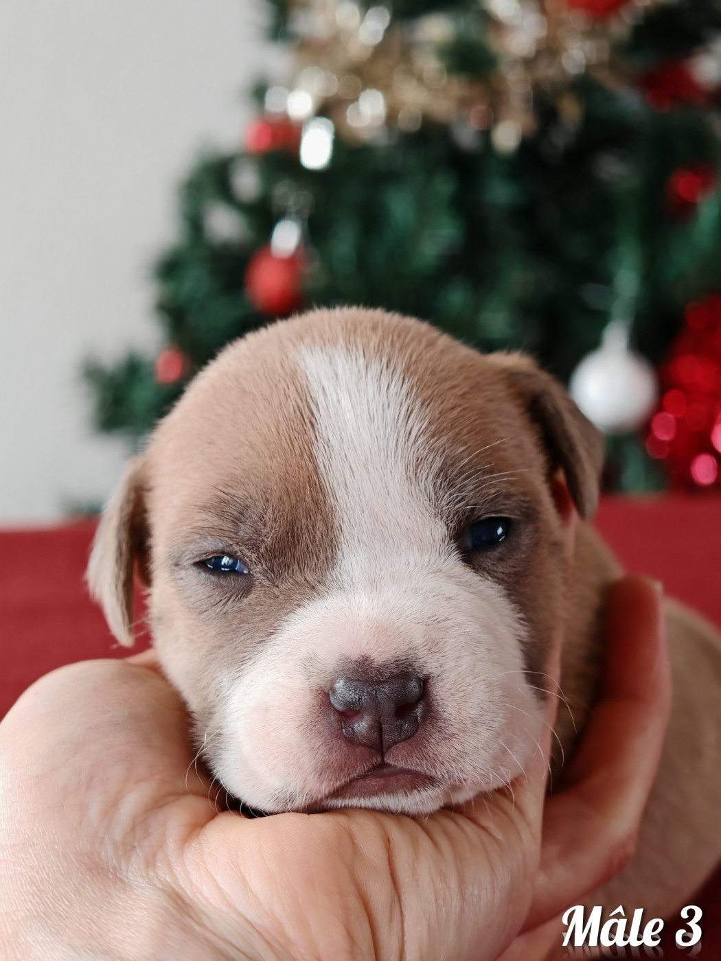 Deamon Style - Chiots disponibles - American Staffordshire Terrier