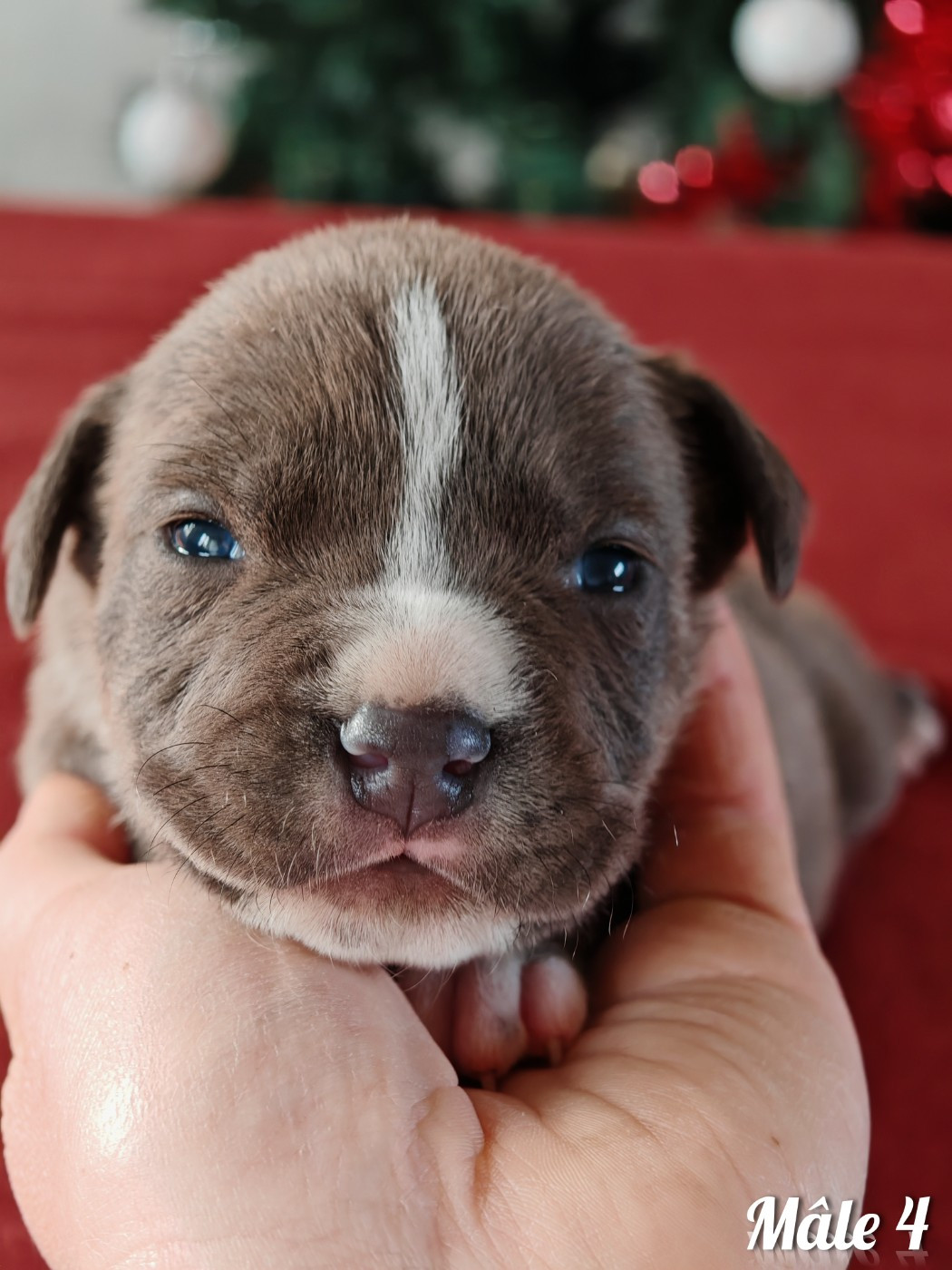 Deamon Style - Chiots disponibles - American Staffordshire Terrier