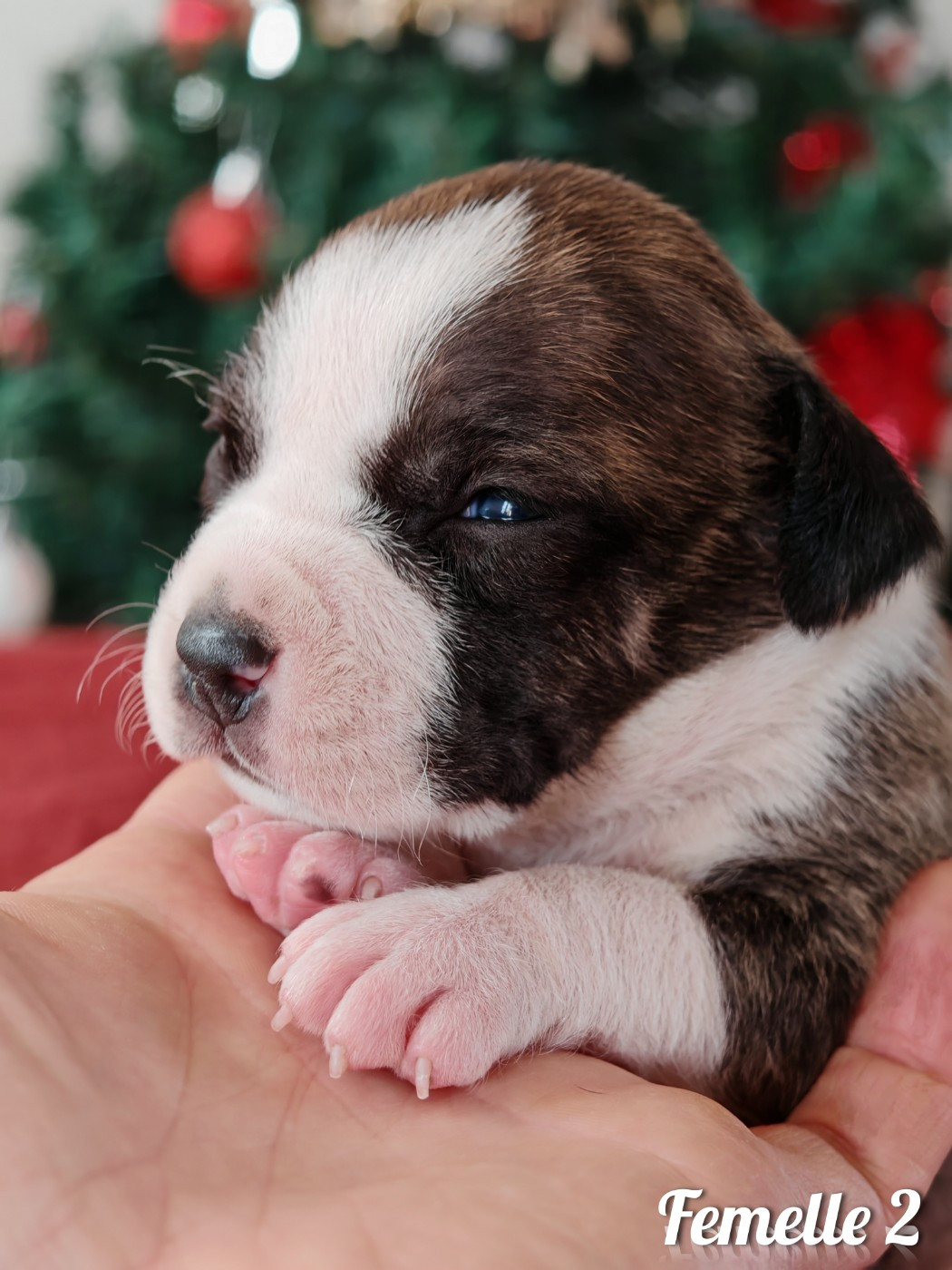 Deamon Style - Chiots disponibles - American Staffordshire Terrier