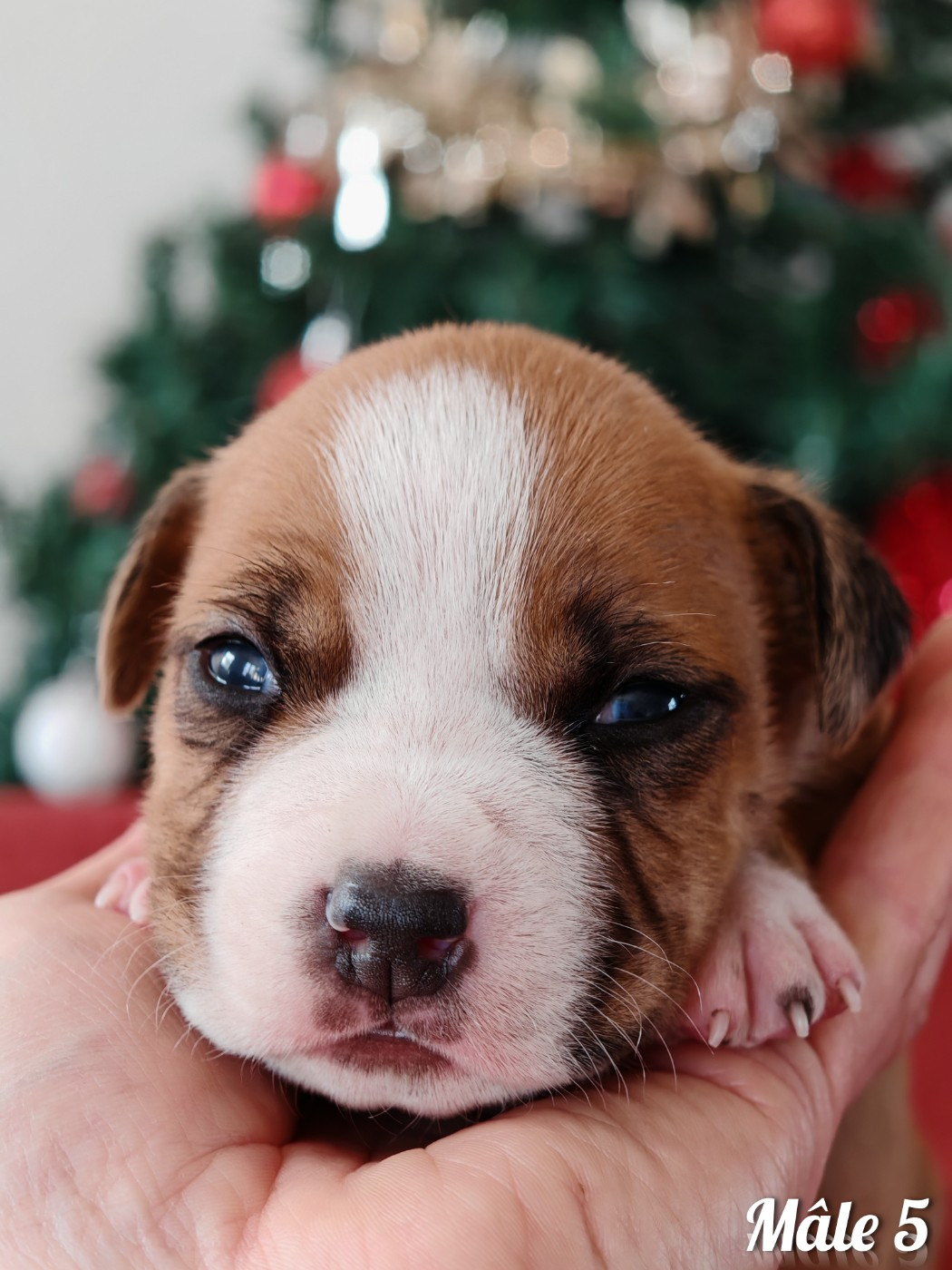 Deamon Style - Chiots disponibles - American Staffordshire Terrier