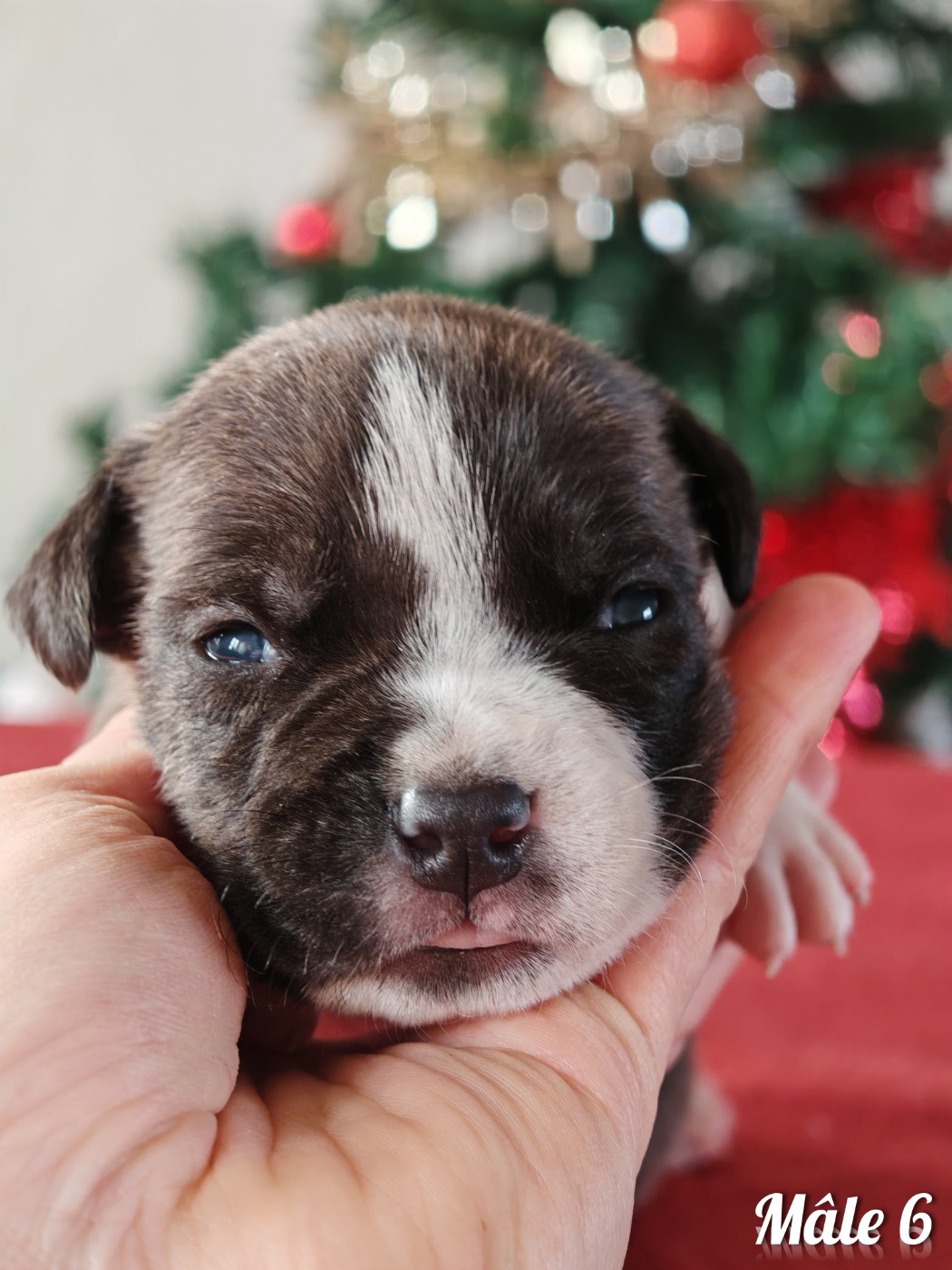 Deamon Style - Chiots disponibles - American Staffordshire Terrier