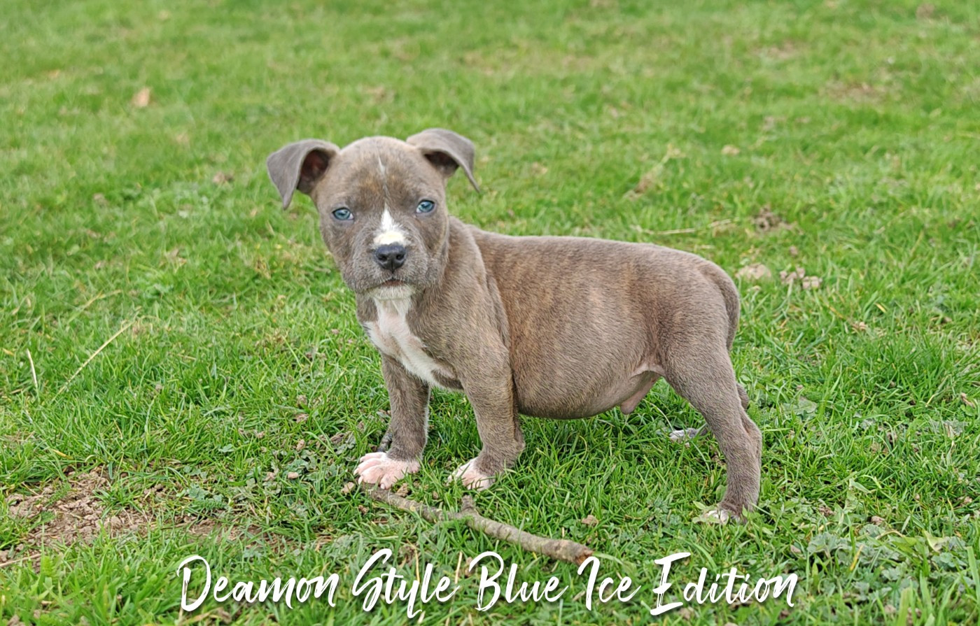 Deamon Style - Chiots disponibles - American Staffordshire Terrier