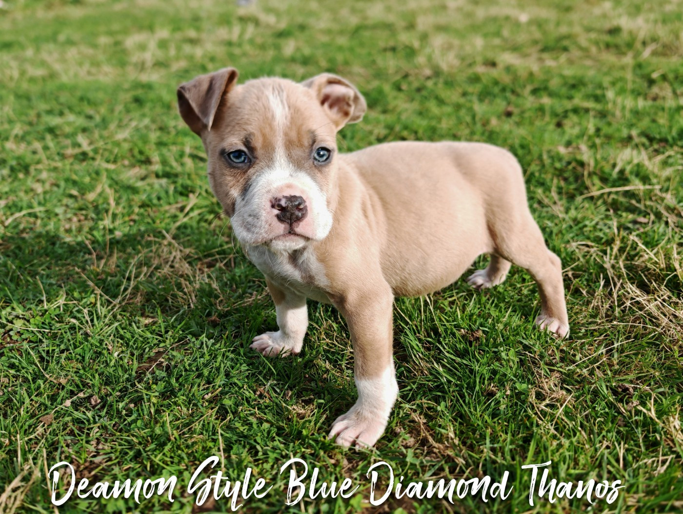 Deamon Style - Chiots disponibles - American Staffordshire Terrier