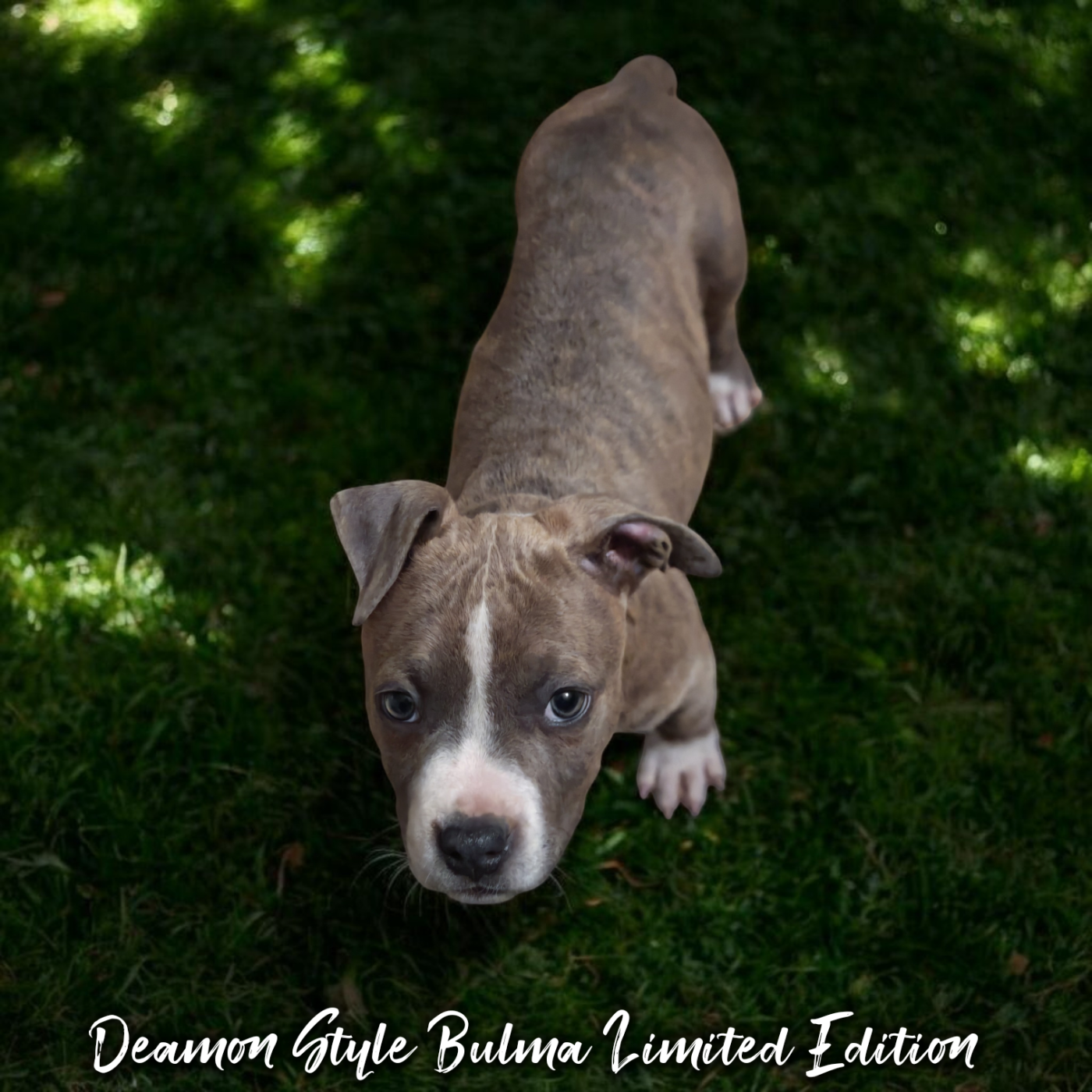 Deamon Style - Chiots disponibles - American Staffordshire Terrier