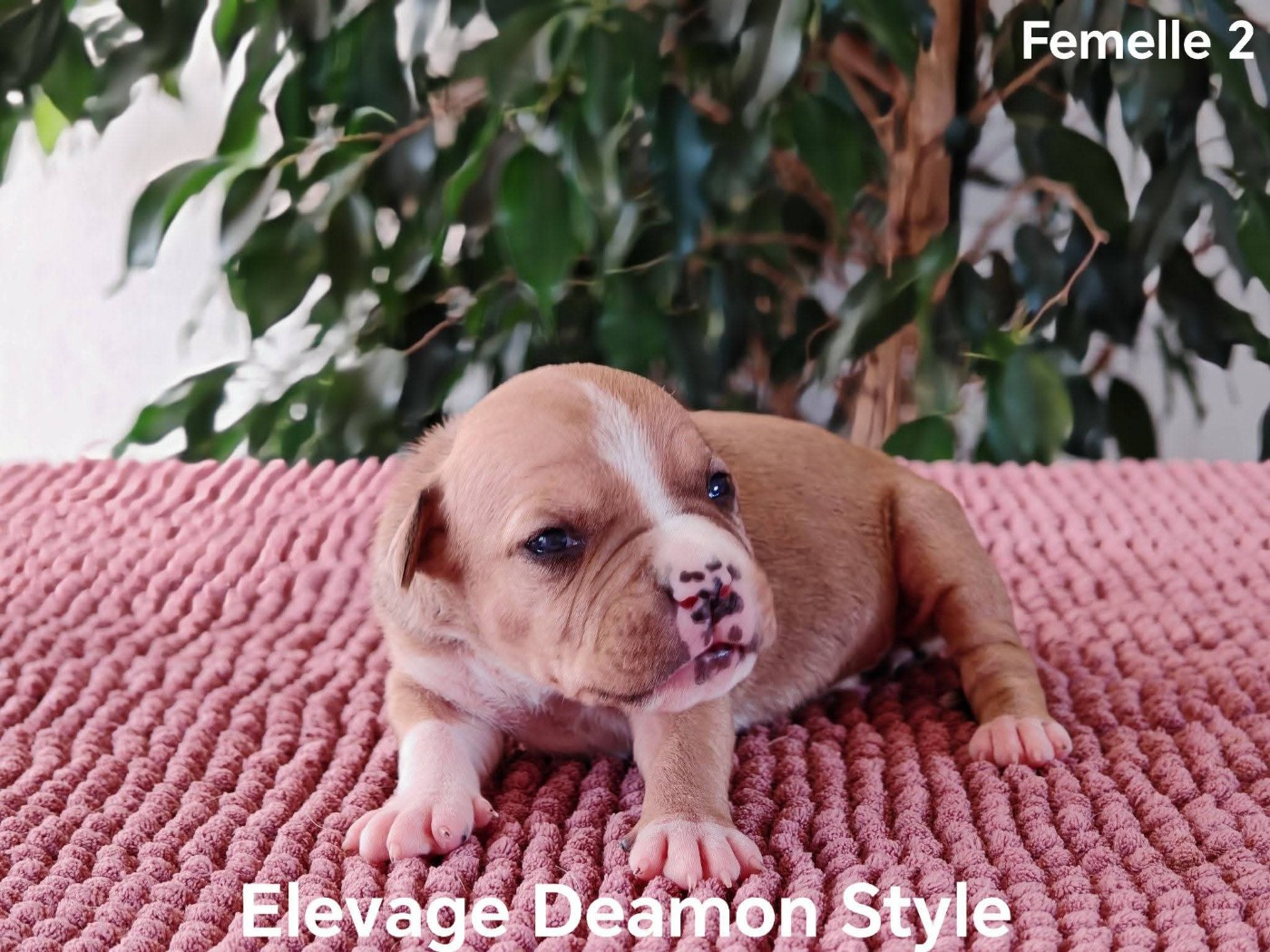 Deamon Style - Chiots disponibles - American Staffordshire Terrier