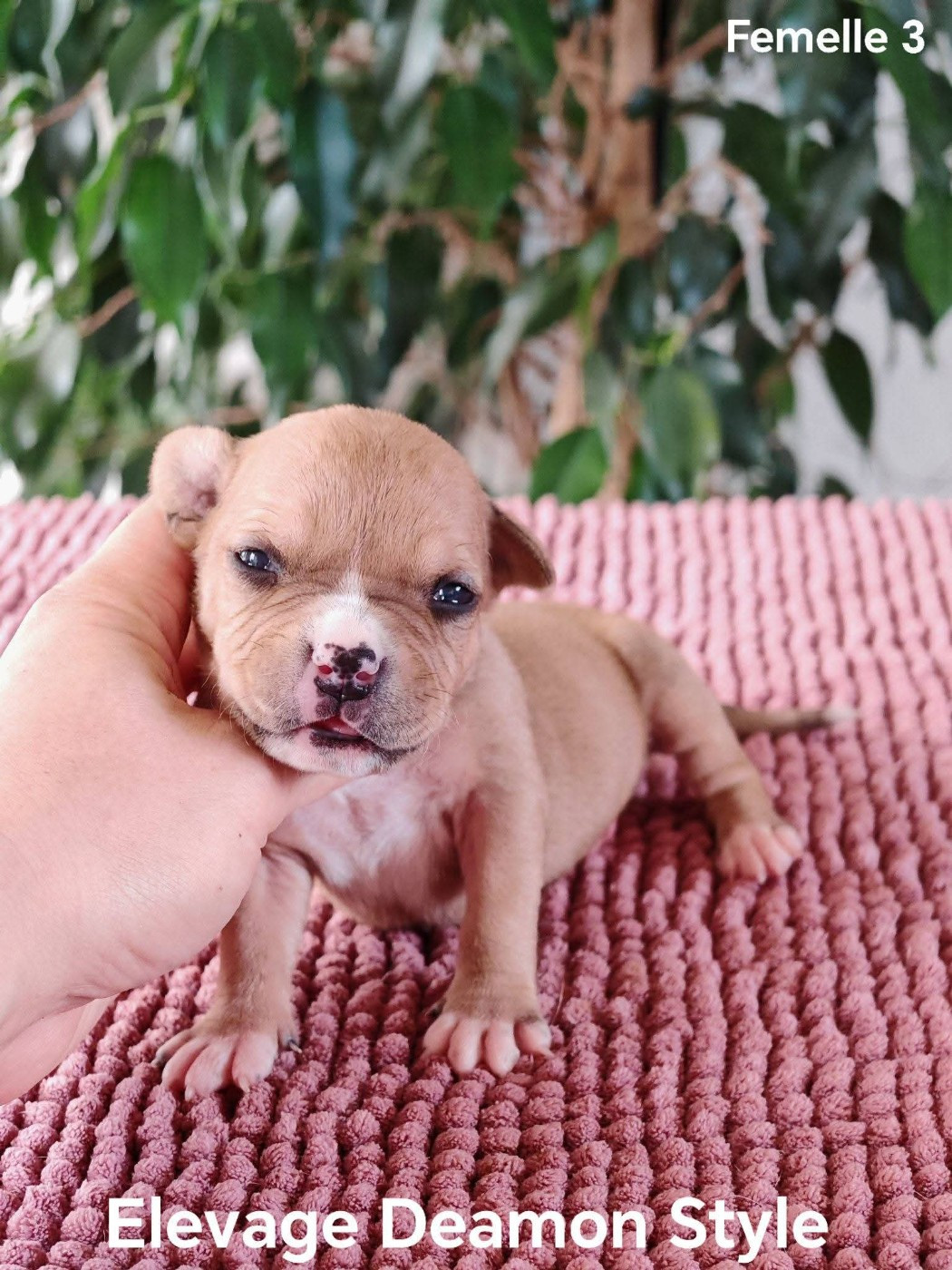 Deamon Style - Chiots disponibles - American Staffordshire Terrier
