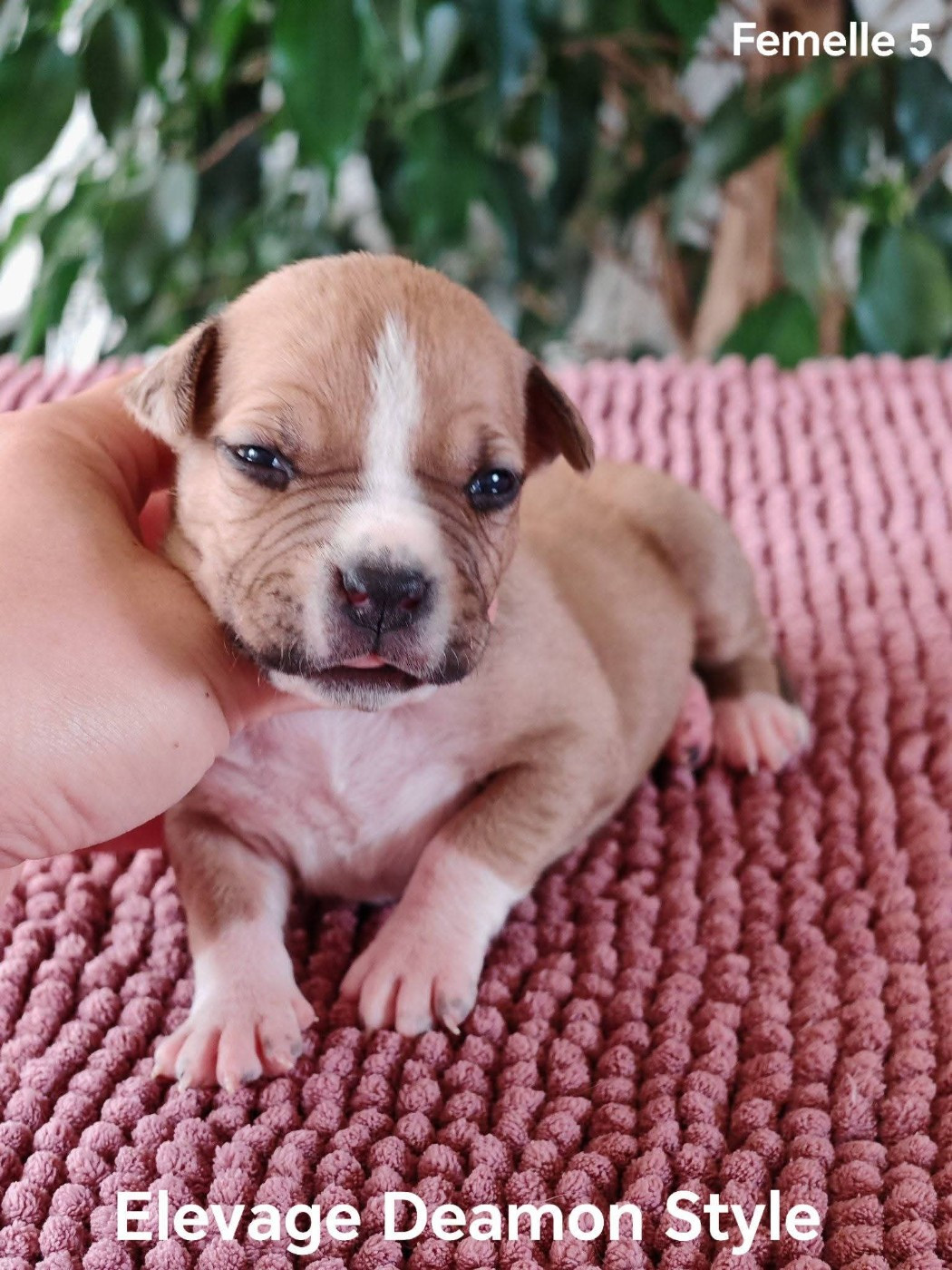 Deamon Style - Chiots disponibles - American Staffordshire Terrier
