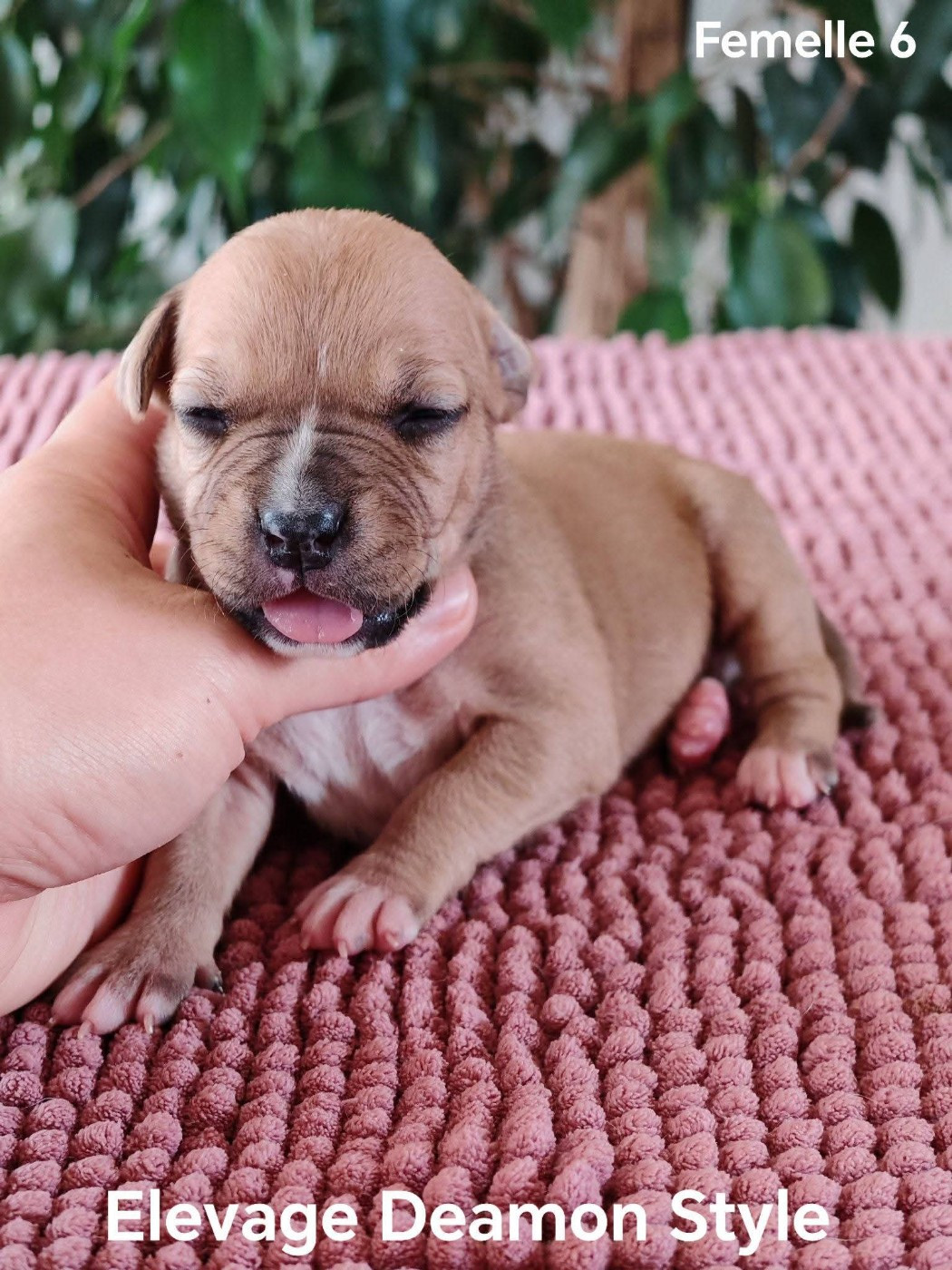 Deamon Style - Chiots disponibles - American Staffordshire Terrier